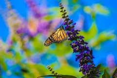 butterflyclose3