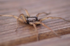 spiderclose2